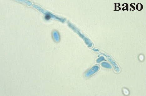 ��������{ȾɫҺ